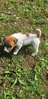 Jack Russell terier