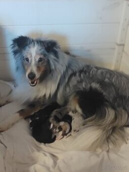 Šeltie - sheltie pejsci