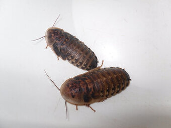 Krmný hmyz:Švábi Blaptica dubia velcí(3-4cm),1ks/2,70kč