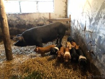 DUROC mladá prasnice + 9 selat