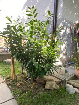 Bobkovišeň krásná s lesklými listy .