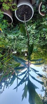 Lokváty japonské -Rhaphiolepis bibas, syn. Eriobotrya