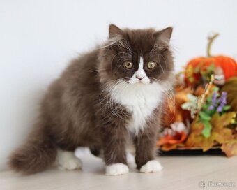 Britská koťátka s PP právě k odběru.