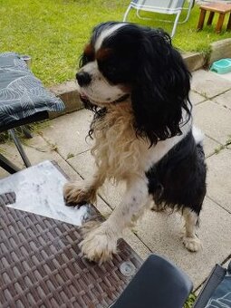 Nabídka krytí kavalir king charles španěl