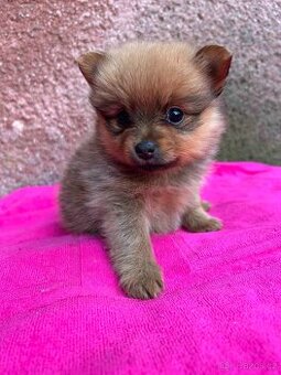 Pomeranian