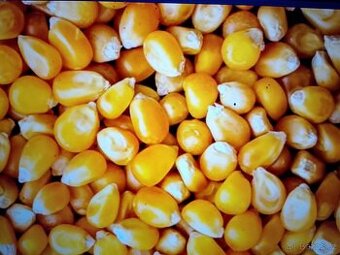 Kukuřice, pšenice, ječmen, řepka