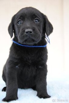 Labradorský retriever s PP