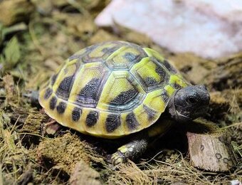 Želva zelenavá