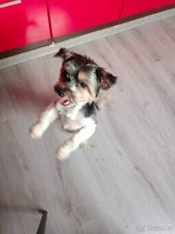 Biewer jorkšírský teriér pes