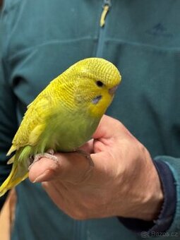 Krotké výstavní andulky