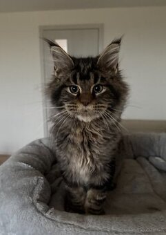 Mainská mývalí koťata s PP - 1