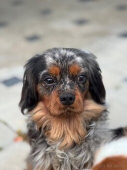 Nabízíme ke krytí mladého Cavalier King Charles španěla 🐶