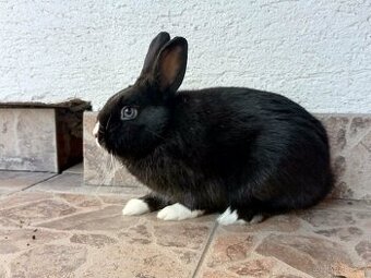 Zakrslý Králíček Hladký - Sameček