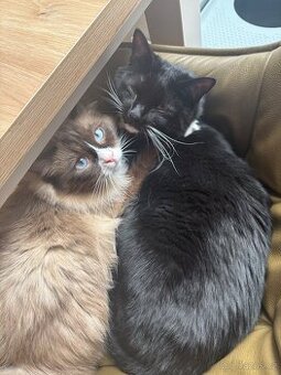 Ragdol pul cerna kocka