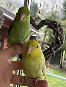 Papoušiček šedokřídlý