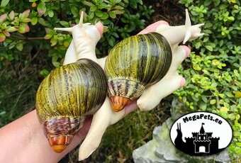 Africké slimáky Archachatina ventricosa / Achatina terárium