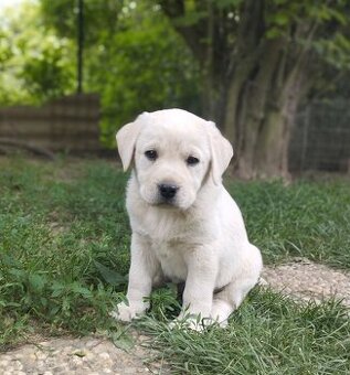Labrador smetanová fenka s PP