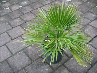 Chamaerops Humilis