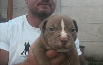 American Bully - ch.s Family Muscle Bullies