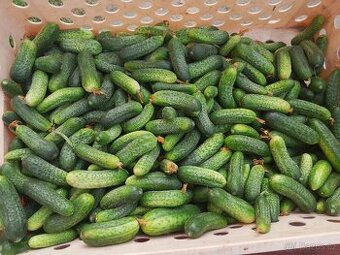 Okurky nakládačky 🥒