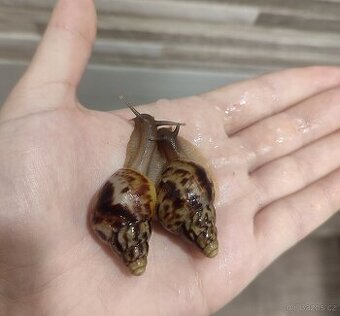Africký šnek Lissachatina reticulata