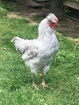 Araukana lavender