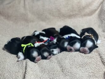 Shih tzu s PP na predaj