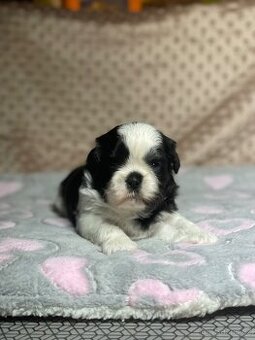 Shih tzu s PP na predaj (ši cu)