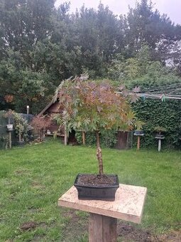 Bonsaj,bonsai Javor