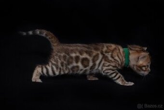 Hnědý bengálský kocourek s PP chov/mazlíček