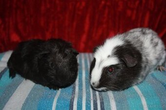 Morčátka krátkosrstá kluci z chs