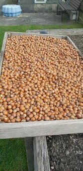 Letošní Lískové ořechy - neloupané