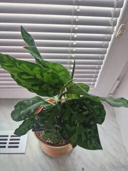 Aglaonema pictum tricolor