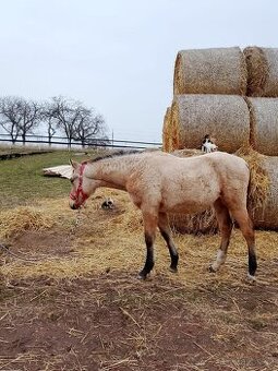 letošní plavý hřebeček Z