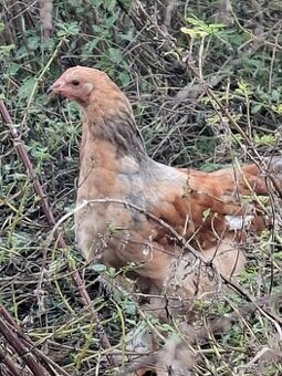 Kohoutek brahmanka velka