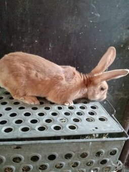 Prodám burgundský kralíky