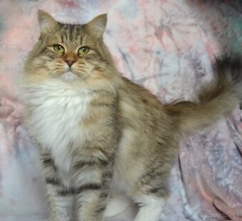 Georg North Paradise