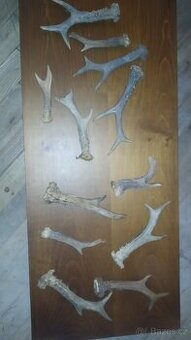 Paroží, lovecké trofeje