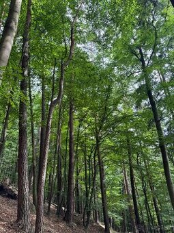 Prodám lesní pozemky v k.ú. Bohutín nad Moravou