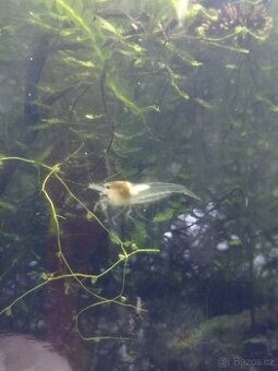 Krevetky White Pearl 1cm