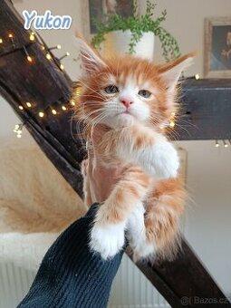 Mainská mývalí s PP