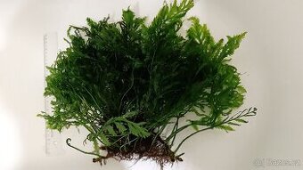 Rostlina Bolbitis heudelotii - Bulvovka vodní