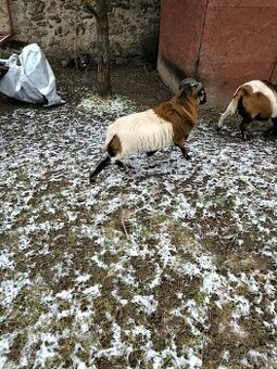 Kamerunský beránek