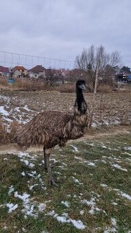 Emu hnedý, samec
