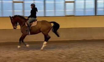 8 letý valach do sportu - 1