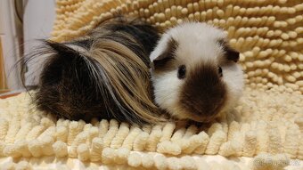 Morčátka - morče - krásná miminka z Moravy