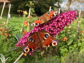 Motýlí keř (jinat též Buddlea, Komule Davidova) - viz text
