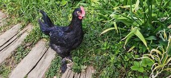 Nabízím Kohouta Marans