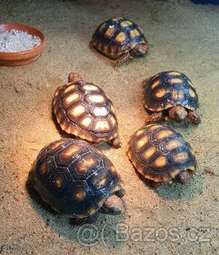 Suchozemská želva uhlířská, mláďata.