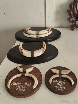 Kančí trofej